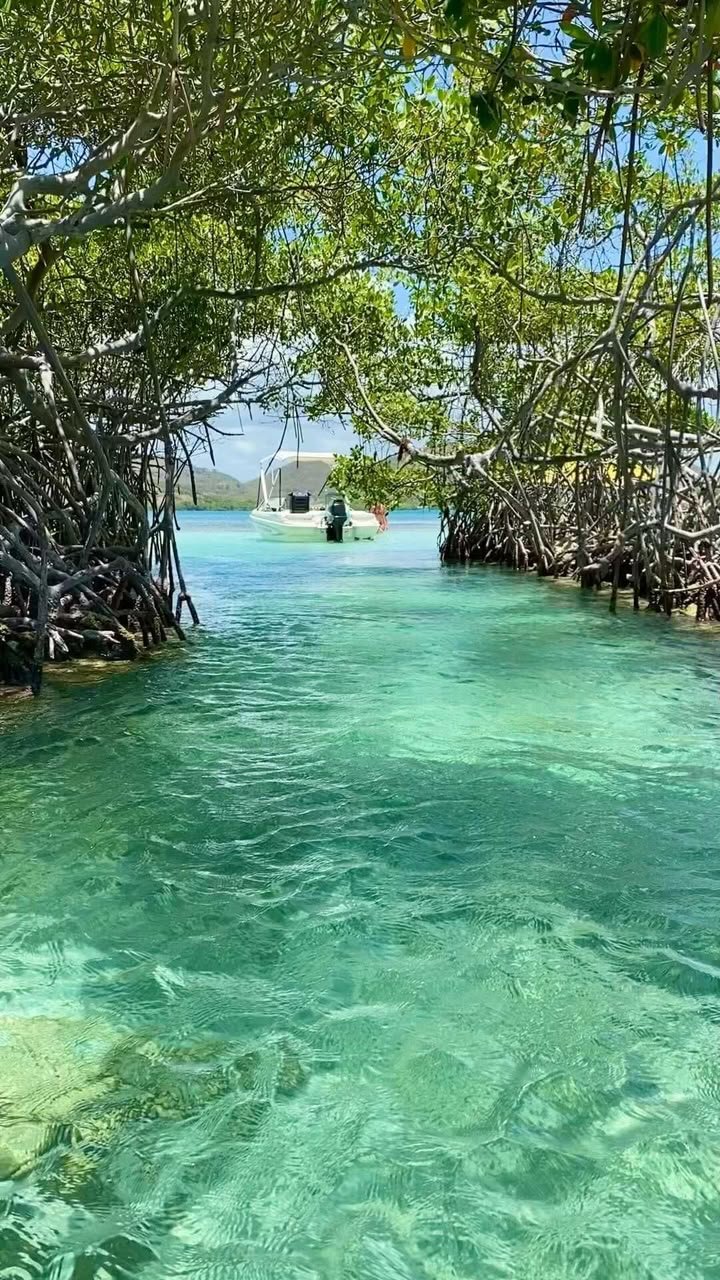 Paquete East Bay Tour + Mangrove Tour + Garifuna Cultural Experience |Discover